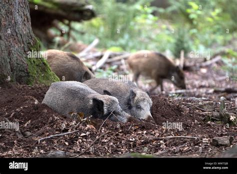 Wild Boars Sus Scrofa Scrofa Lying On Forest Floor Stock Photo Alamy