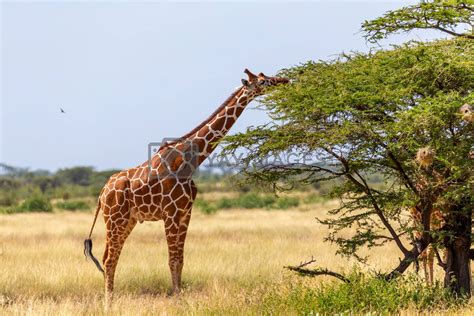 Somalia Giraffes Eat The Leaves Of Acacia Trees By 25ehaag6 Vectors