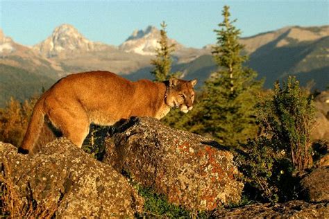 Wild Cougar In Morning Light Feline Facts And Information