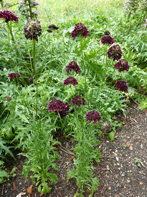 Filep1000253 Scabiosa Atropurpurea Sweet Scabious Oporto Plant