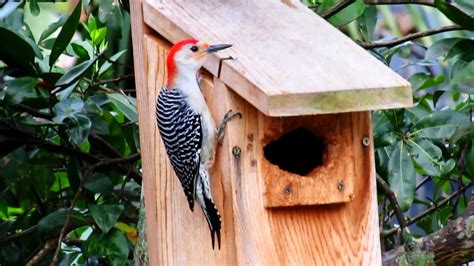 Backyard Birdingand Nature Red Bellied Woodpecker Nest Box Inspection