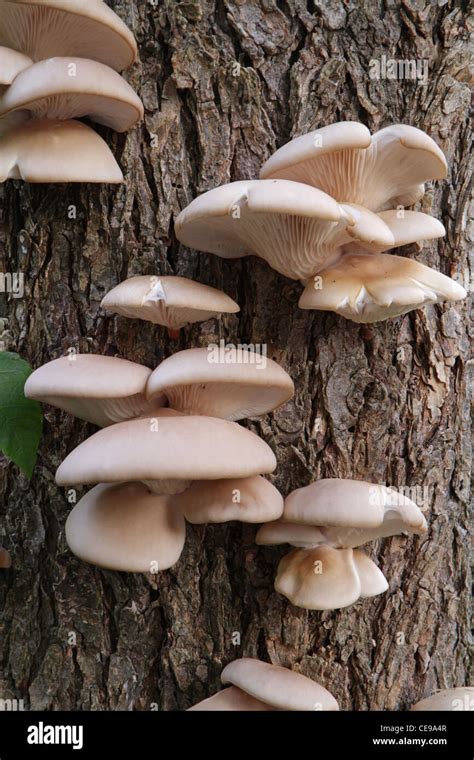 Oyster Mushrooms Pleurotus Ostreatus Growing On A Tree In The Wild
