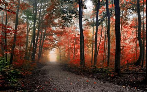 Path In The Foggy Autumn Forest Hd Desktop Wallpaper Widescreen