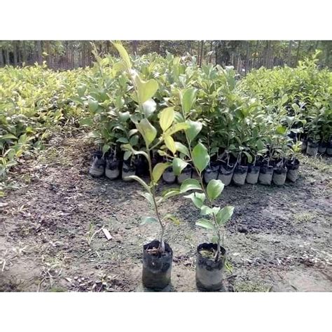 Well Watered Green Apple Ber Plant For Fruits At Rs 25piece In Nagaon