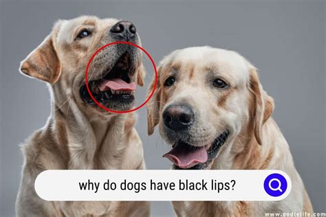 Why Do Dogs Have Black Lips Oodle Life