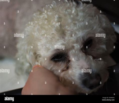 Bichon Frise White Dog Stock Photo Alamy