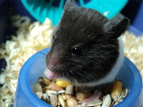 Hamster Eating In Cage Free Stock Photo Public Domain Pictures