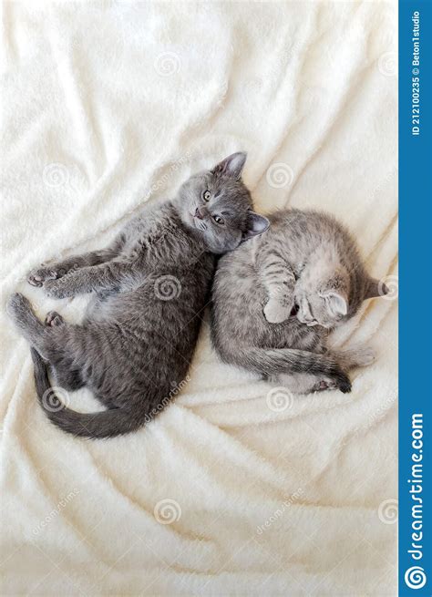 Couple Fluffy Kitten Relax On White Blanket Little Baby Gray And Tabby