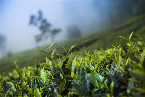 Field Of Green Tea Plantation Stock Image Image Of Fresh Hill 218703829