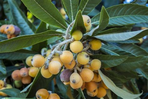 Loquat Tree With Fruits Stock Photo Image Of Fruit 105961828