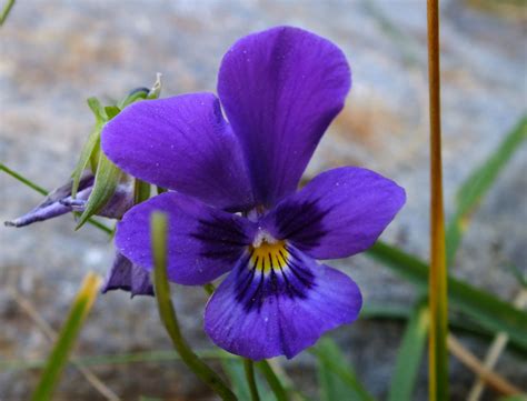 Viola Tricolor Violaceae