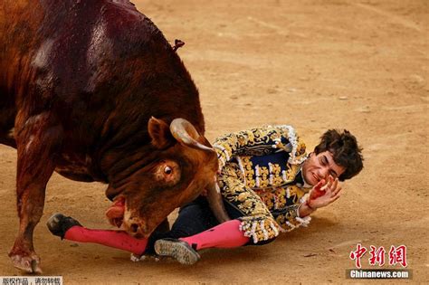 西班牙斗牛士被公牛顶飞 场面惊险万分 3 中国日报网