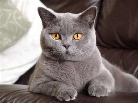 shorthair cat breeds pet rescue blog