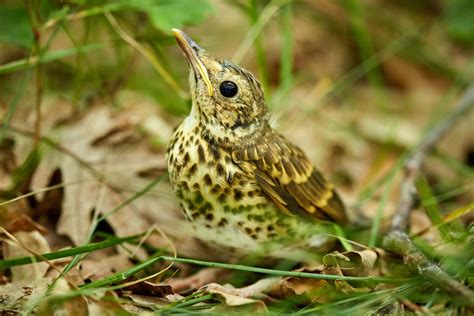 The Ultimate Guide To Thrush Birds All The Facts