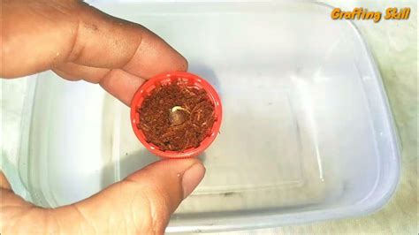How To Germinate Okra Seeds Paano Ang Tamang Pag Punla Ng Okra Youtube