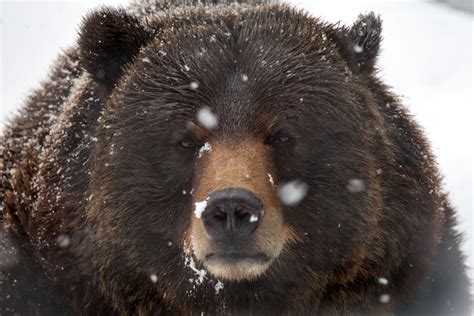 Grizzly Bears Big Bear Zoo