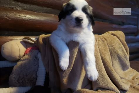 At the heart of the maremma sheepdog, they are a mountain dog. Aaron: Maremma Sheepdog puppy for sale near North Central ...