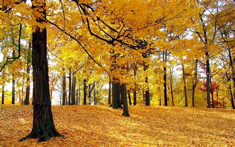 1920x1200 Autumn Leaves Yellow Hill Trees Rustle Wallpaper