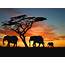 African Safari Wallpaper  WallpaperSafari
