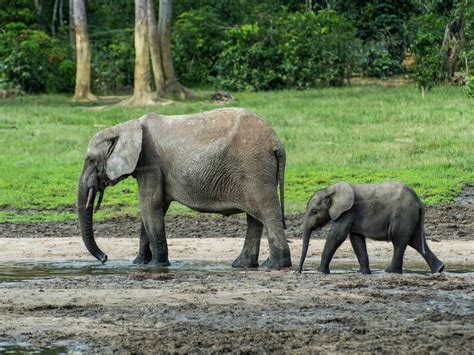 African Forest Elephant Loxodonta Cyclotis With Baby