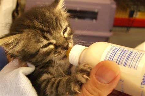 This is mia bottle feeding kitten by jeff lorenzini on vimeo, the home for high quality videos and the people who love them. Bottle-fed kittens: Nightmares in the making? | PetMD