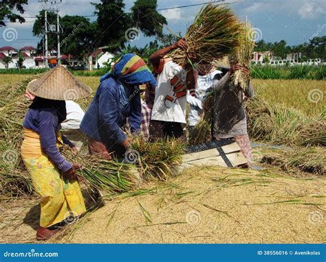 The Group Of Four Indonesian Peasants Working With Rice Editorial Photo