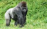 Gorila - Información y Características