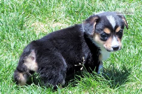 Akc registered pembroke welsh corgi puppies. Dana: Corgi puppy for sale near Denver, Colorado. | 9ec89346-ecb1