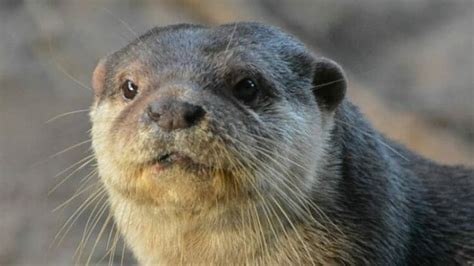 Funny Otter Names A List Of Over 100 Hilarious Names For Pet Otters