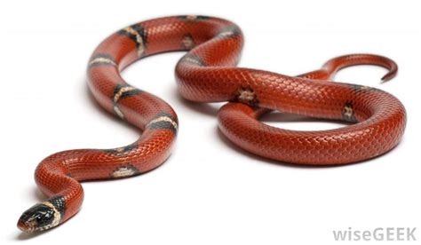 What Are The Different Types Of Snakes With Pictures