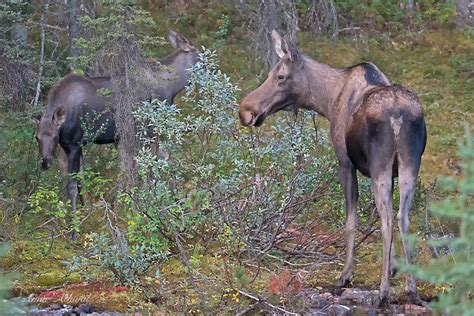 Moose — Banff Moments