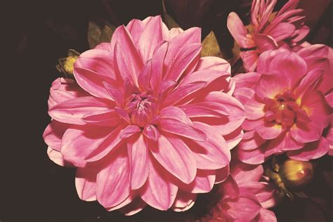 Free Images Blossom Vintage Retro Flower Petal Bloom Pink