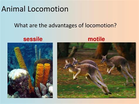 Ppt Muscles Locomotion And Sensation Ch 50 Powerpoint Presentation