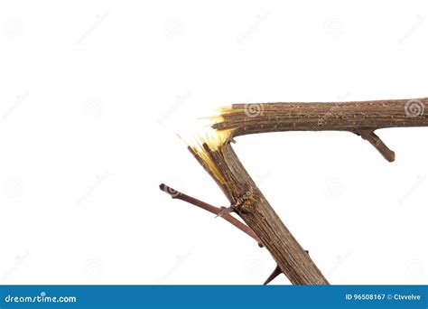 Broken Branch On White Stock Image Image Of Tree Vintage 96508167