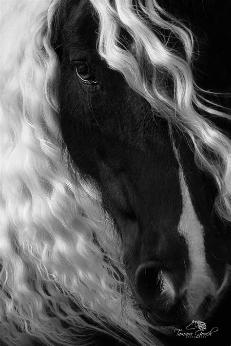 Picture Of Black And White Horse Photography Print Jess Lee Photos