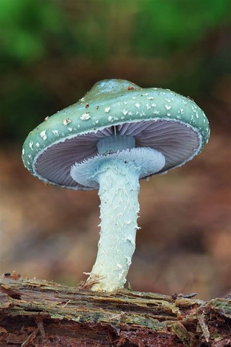 34 Best Edible Wild Mushrooms Of Pennsylvania And The Mid