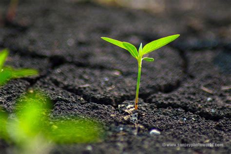 Growing Plant Wallpapers Top Free Growing Plant Backgrounds