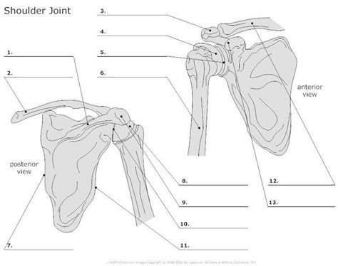 This acts as the bony framework by which the muscles of the chest, upper back and shoulder connect the upper limb to the trunk of the body and control it's. Proximal Humerus and Shoulder Girdle Flashcards | Easy ...