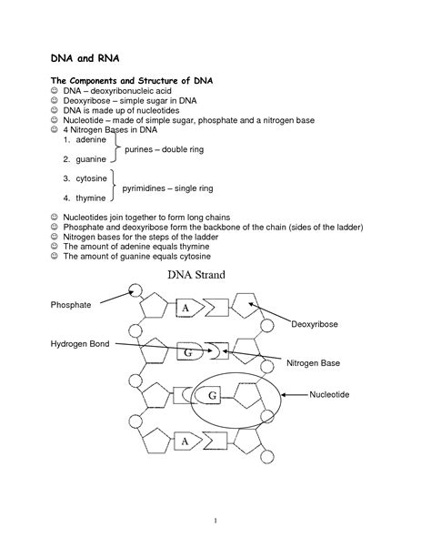 Learn vocabulary, terms, and more with flashcards, games, and other study tools. 18 Best Images of DNA And Genes Worksheet - Chapter 11 DNA and Genes Worksheet Answers, Virtual ...