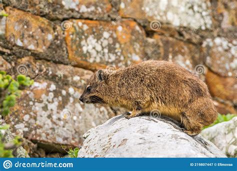 Rock Hyrax Or Rock Badger Sitting On The Rocks Stock Image Image Of