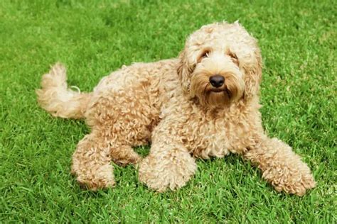 Will My Labradoodle Get Curly We Reveal All