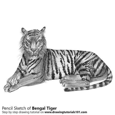 Mark Menendez Bengal Tiger Colored Pencil Tutorial