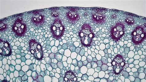 Can you tell which is which based on the organization of the vascular bundles? Monocot Stem: Zea | cross section: Zea magnification: 100x ...