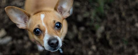 See more of seattle puppies and dogs for adoption on facebook. Ginger's Pet Rescue - Seattle Death Row Dog Rescue