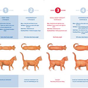 Abyssinian cat cat breeds encyclopedia. cat-weight-chart.png | TheCatSite