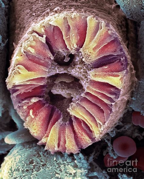 Human Kidney Nephron Photograph By Dennis Kunkel Microscopyscience