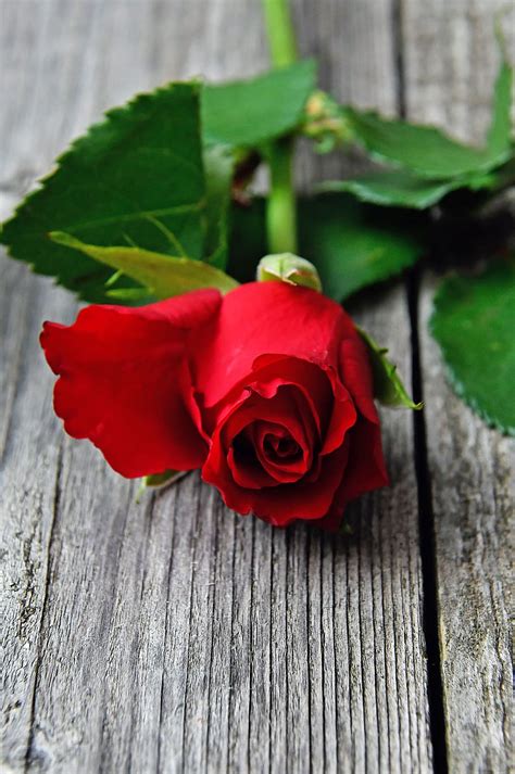 Romantic Rose Wallpaper