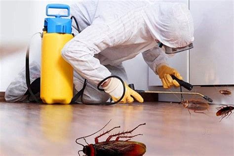 Bed Bug Exterminator Cost Newark Nj Bedbug Bugcontrol Rodent Removal