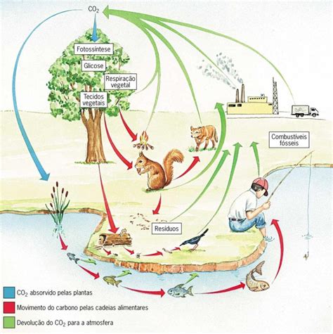 Ciclos Biogeoquímicos Definição Classificação E Principais Tipos