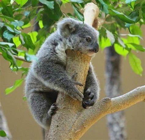 Pin Van Kimberly Vredeveld Parson Op Koalas